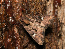 Šedavka přehlížená - Mesapamea secalella