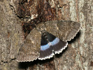 Stužkonoska modrá - Catocala fraxini