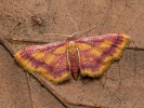 Žlutokřídlec rudoskvrnný - Idaea muricata