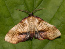 Piadivka buková - Plagodis dolabraria