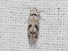 Psota dubinová - Stenolechiodes pseudogemmellus