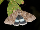 Stužkonoska modrá - Catocala fraxini