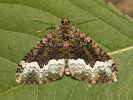Piadivka dvojzúbková - Euphyia biangulata