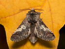 Mramorovka modrohlavá - Diloba caeruleocephala