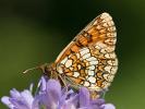 Hnedáčik veronikový - Melitaea aurelia