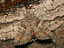 Stužkonoska dubová - Catocala sponsa