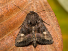 Sivkavec černicový - Euplexia lucipara