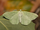 Piadivka zelená - Geometra papilionaria