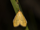 Víjačka uhorská - Anania crocealis