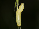 Blyšťavka orgovánová - Amphipyra berbera