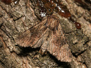 Šedavka lemovaná - Apamea crenata