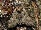 Sivkavec lesný - Pabulatrix pabulatricula