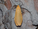 Lišejníkovec žlutý - Eilema sororcula