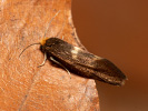 Kovovníček lesní - Incurvaria masculella