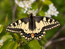 Otakárek fenyklový - Papilio machaon