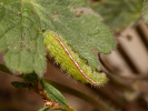 Kleiner Sonnenröschen-Bläuling - Aricia agestis