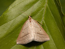 Listnatka orličníková - Petrophora chlorosata