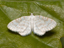 Piadivka svetlá - Asthena albulata