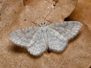 Piadivka svetlá - Asthena albulata