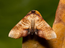 Piadivka buková - Plagodis dolabraria