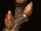 Ostrôžkár dubový - Neozephyrus quercus