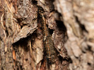 Priadkovec borovicový - Dendrolimus pini