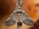 Hřbetozubec dubový - Drymonia ruficornis