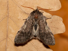 Môrka brezová - Achlya flavicornis