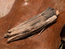 Dřevobarvec bodlákový - Xylena exsoleta