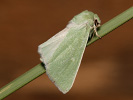 Sivkavec zelený - Calamia tridens