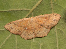 Piadica brezová - Cyclophora porata