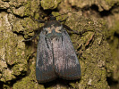 Blýskavka černá - Amphipyra livida