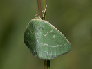 Piadivka smaragdová - Thetidia smaragdaria