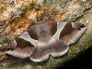 Hnědopáska temnopásá - Dysgonia algira