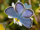 Modráčik vresoviskový - Plebejus argyrognomon