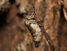 Piadivka marcová - Alsophila aescularia