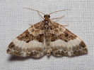 Piadivka jednozúbková - Euphyia unangulata