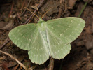 Zelenopláštník březový - Geometra papilionaria