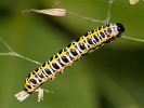 Kukléřka lociková - Cucullia lactucae