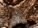 Šedavka žitná - Mesapamea secalis