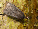 Osenice černavá - Euxoa nigricans
