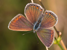 Modrásek vičencový - Polyommatus thersites 