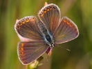 Modrásek vičencový - Polyommatus thersites 