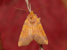 Zlatokřídlec bukový - Tiliacea aurago