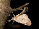 Tmavoskvrnáč tečkovaný - Agriopis marginaria