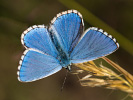Modráčik ďatelinový - Polyommatus bellargus