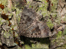 Blýskavka černopásá - Mormo maura