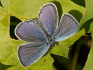Modrásek tolicový - Cupido decoloratus