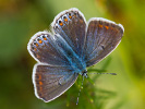 Modráčik obyčajný - Polyommatus icarus