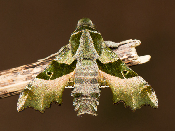Willowherb Hawk-moth